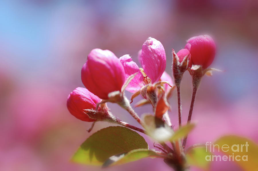 Pink Cherry Buds Photograph by Elaine Manley