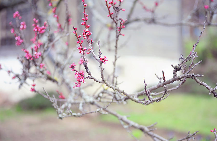 Cherry Plum Spring Branch  Photograph by Jenny Rainbow