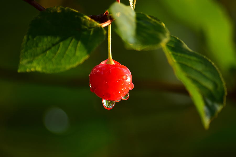 Fruit Photograph - Cherry Rain by Patrick Latvis