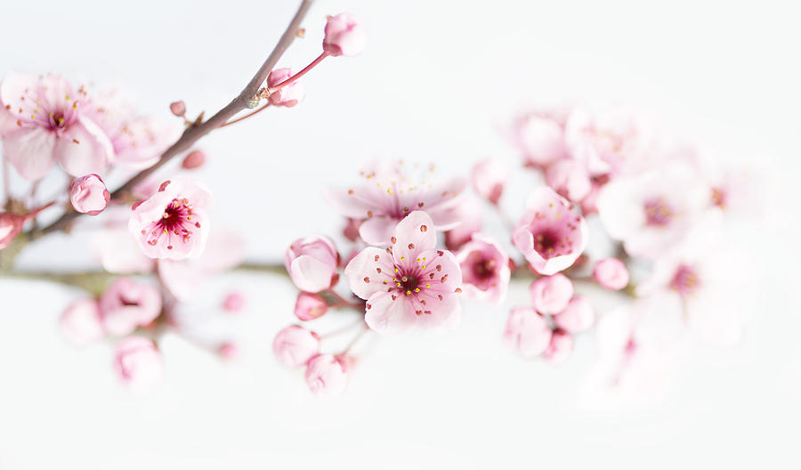 Spring Photograph - Cherry Spring by Rebecca Cozart