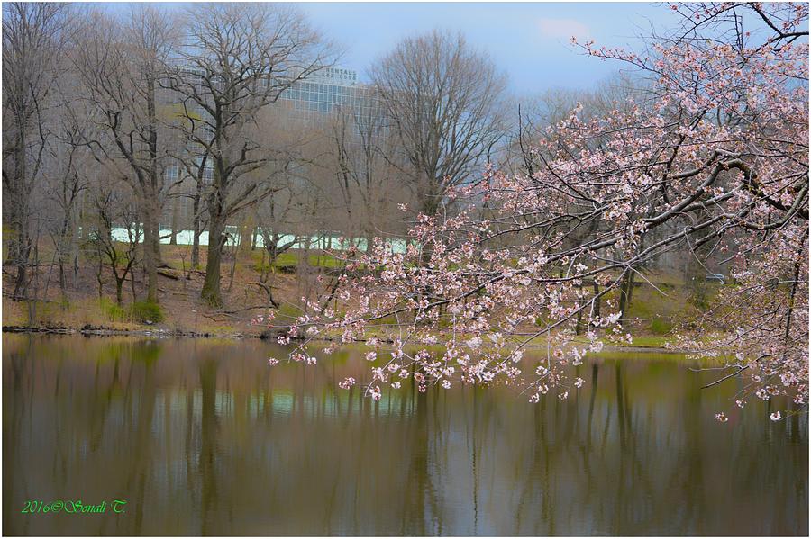 Cherry Spring Photograph by Sonali Gangane