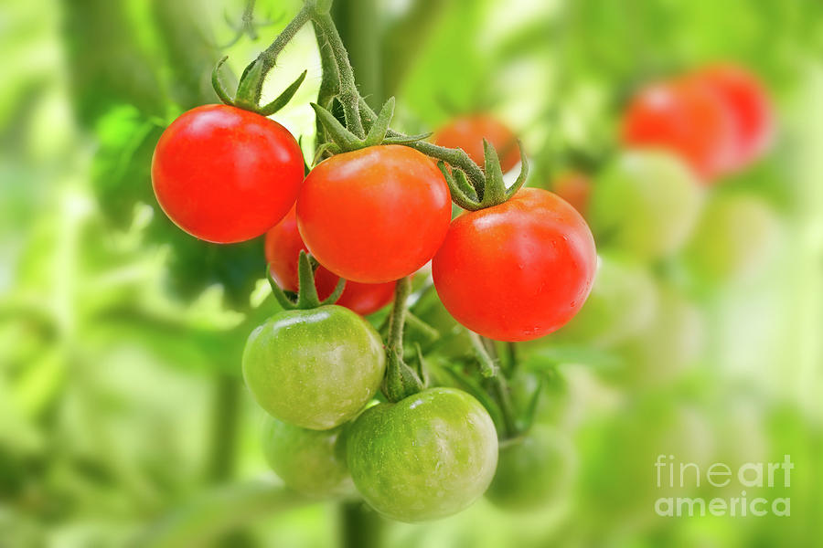 Tomato Photograph - Cherry tomatoes by Delphimages Photo Creations