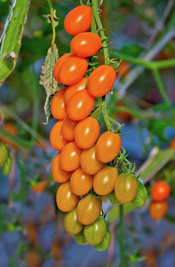 Cherry Tomatoes Photograph by Linda Unger