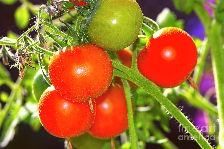 Cherry Tomatoes on the Vine Photograph by Sharon Talson