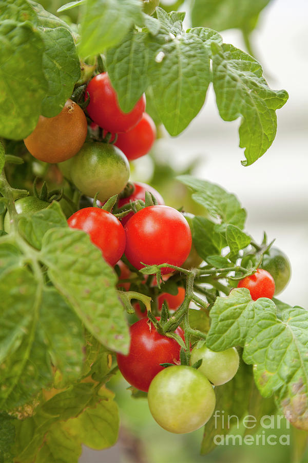 Cherry tomatoes on vine Photograph by Sophie McAulay