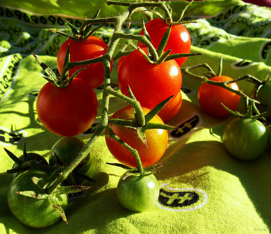 Cherry Tomatoes Photograph by Shawna Rowe
