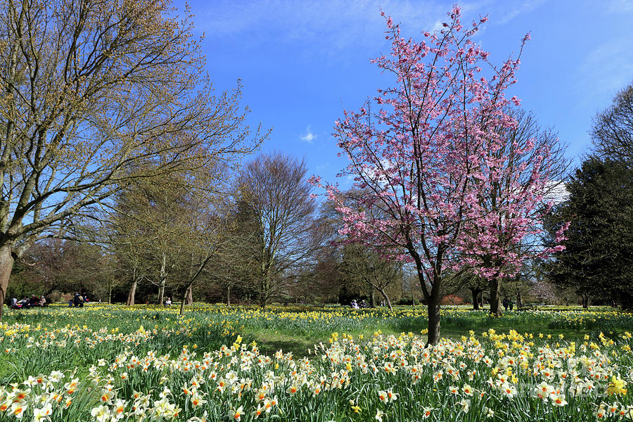 Cherry Tree and Daffodils England Photograph by Julia Gavin