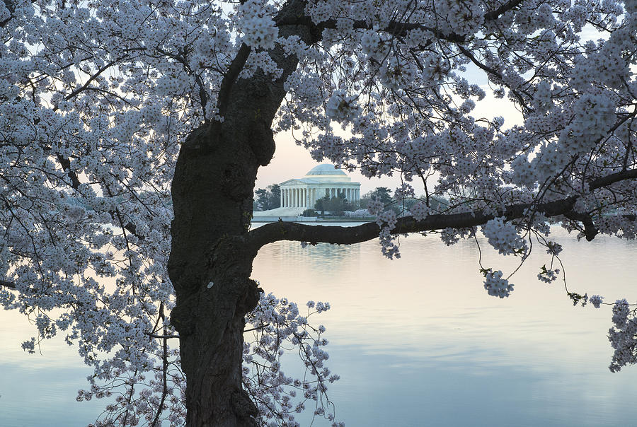 Cherry Tree and Jefferson Memorial Photograph by Dennis Kowalewski