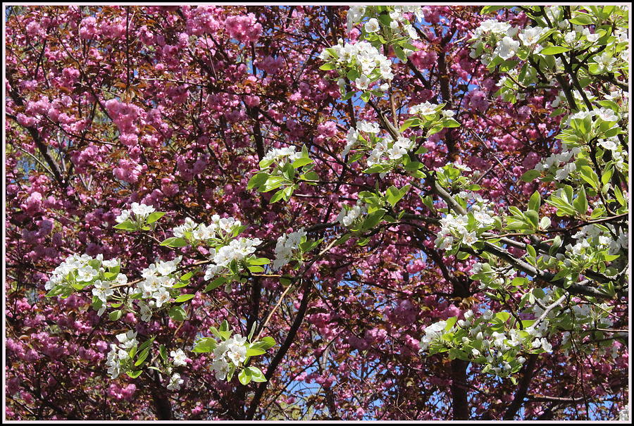 Nature Photograph - Cherry Tree and Pear Blossoms by Dora Sofia Caputo