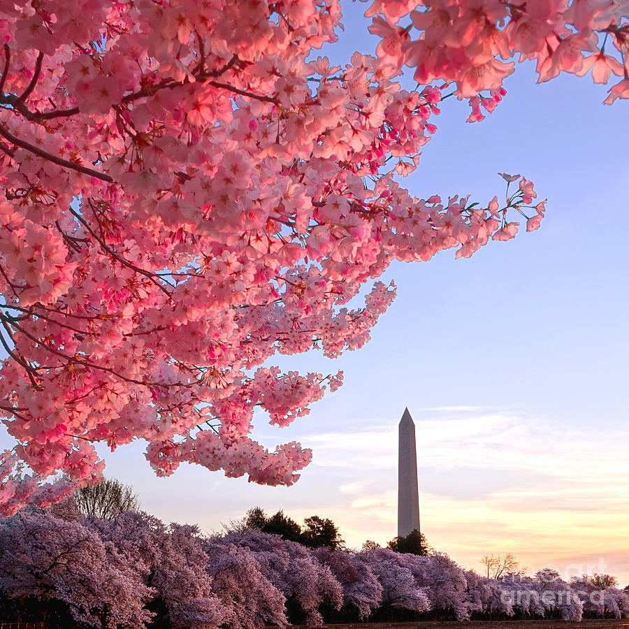 Cherry Tree and the Washington Monument  Photograph by Olivier Le Queinec
