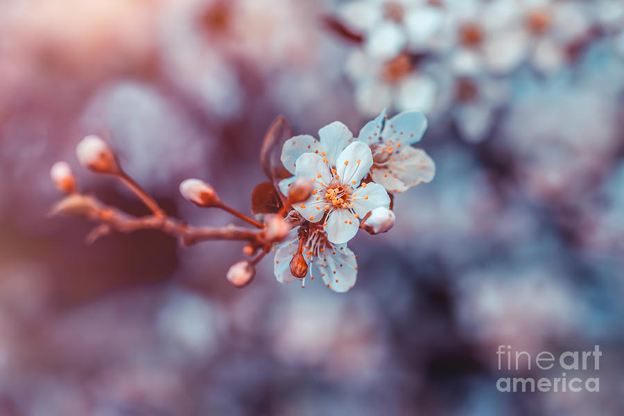 Cherry tree blossom Photograph by Anna Om
