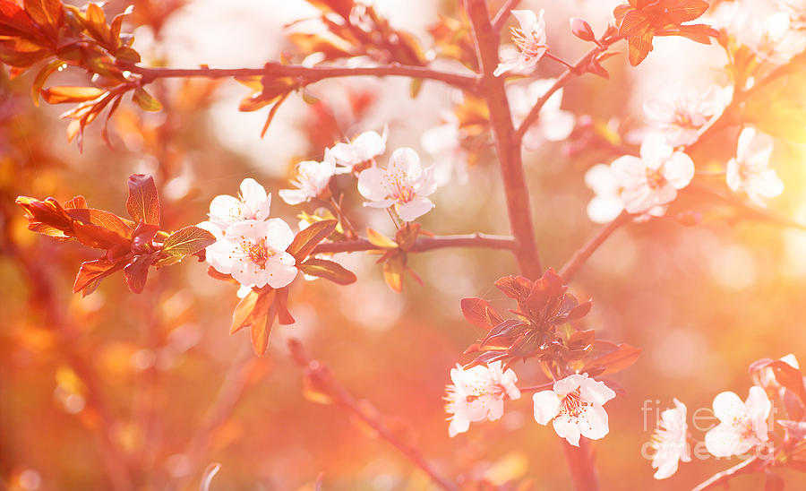 Cherry tree blossom background Photograph by Anna Om