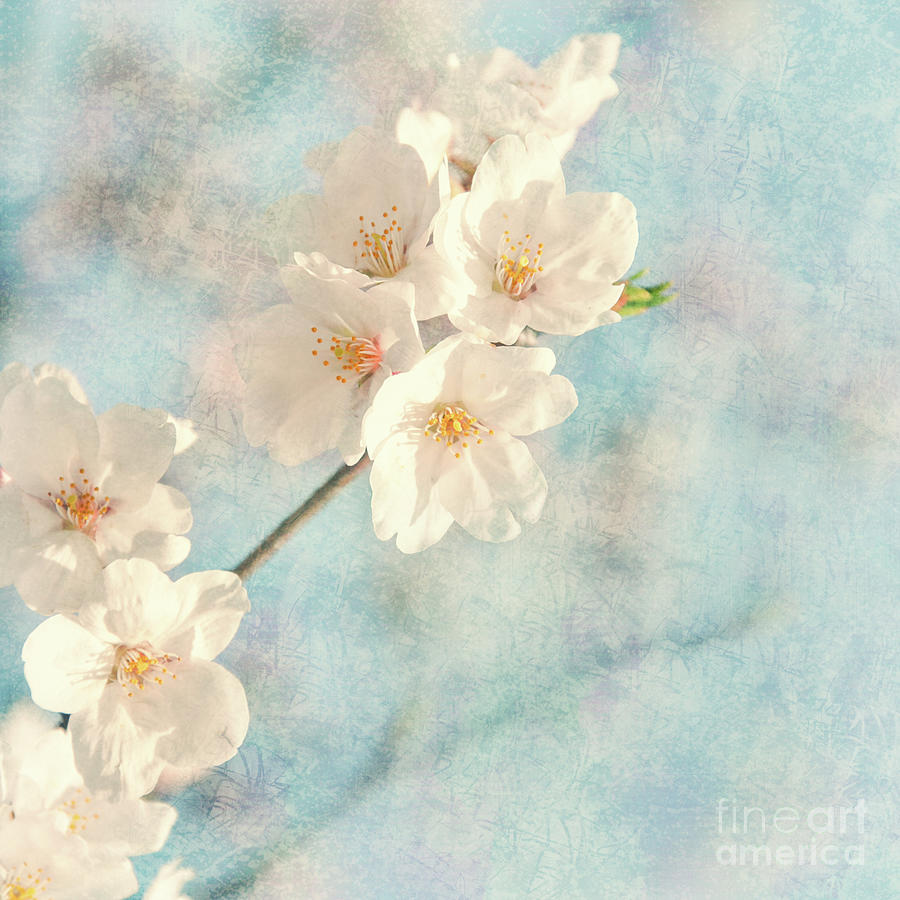 Spring Mixed Media - Cherry tree blossom by Delphimages Photo Creations