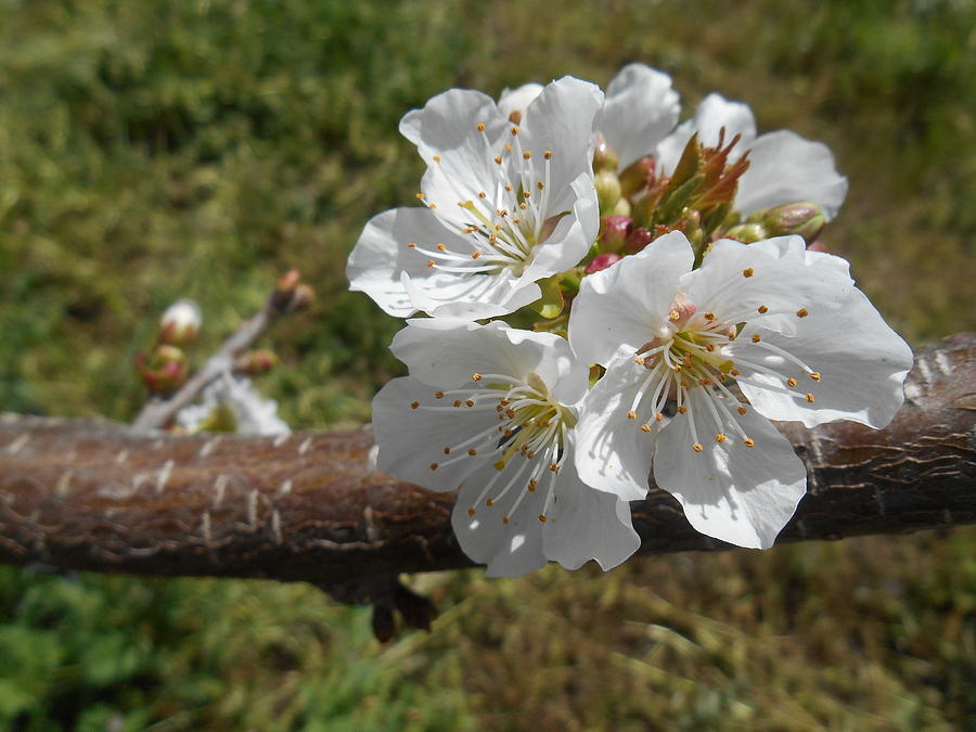 Cherry Tree Blossom White Flower Pyrography by Irina Sztukowski