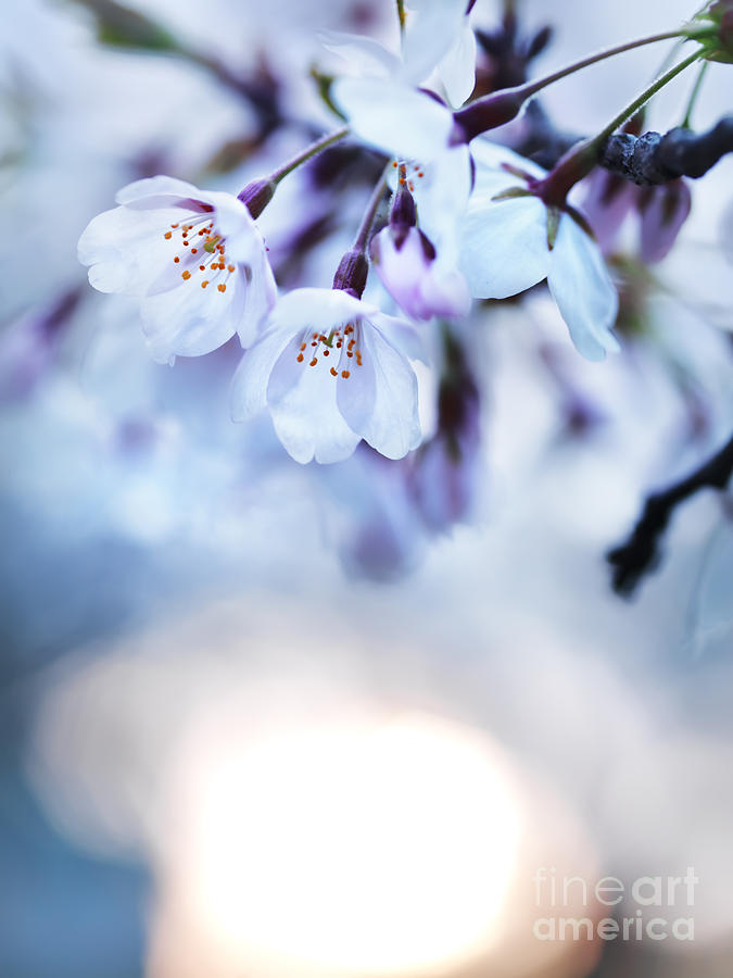 Cherry tree blossoms in morning sunlight Photograph by Maxim Images Exquisite Prints