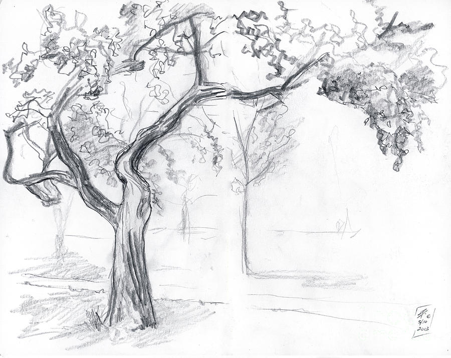 Cherry Tree Drawing by Brandy Woods