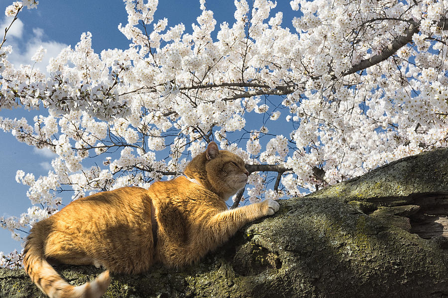 Cherry Tree Cat Photograph by Dennis Kowalewski