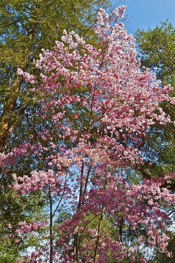 Cherry Tree Photograph by Edita De Lima