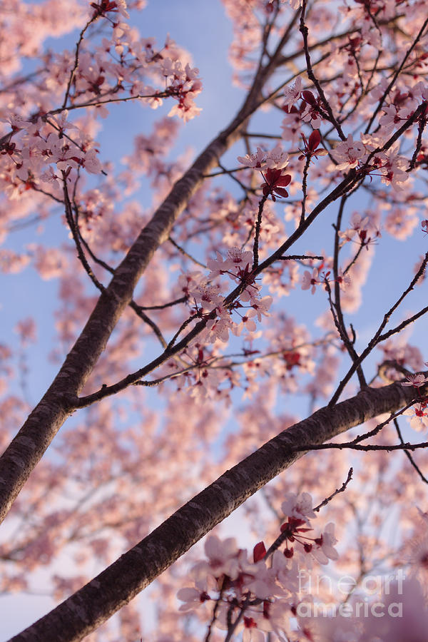 Cherry Tree in Bloom Photograph by Ana V Ramirez