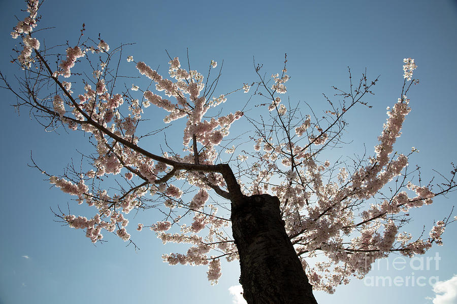Cherry tree in sunlight Photograph by Agnes Caruso