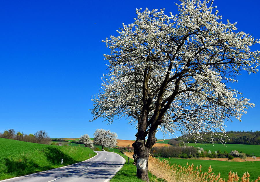 Cherry Tree Next to the Road Photograph by HelenaP Art