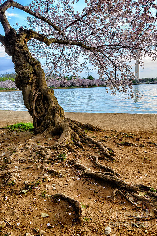 Cherry Tree Roots and Monument Photograph by Thomas R Fletcher