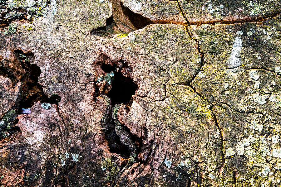 Cherry Tree Stump Photograph by SR Green