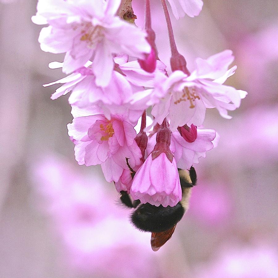 Cherry Tree with Bee Photograph by Femina Photo Art By Maggie