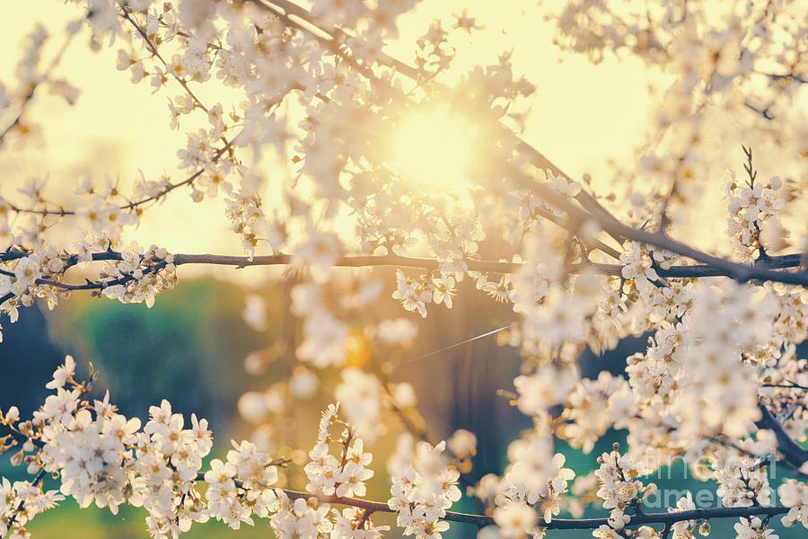 Cherry tree with blooming white flowers Photograph by Michal Bednarek