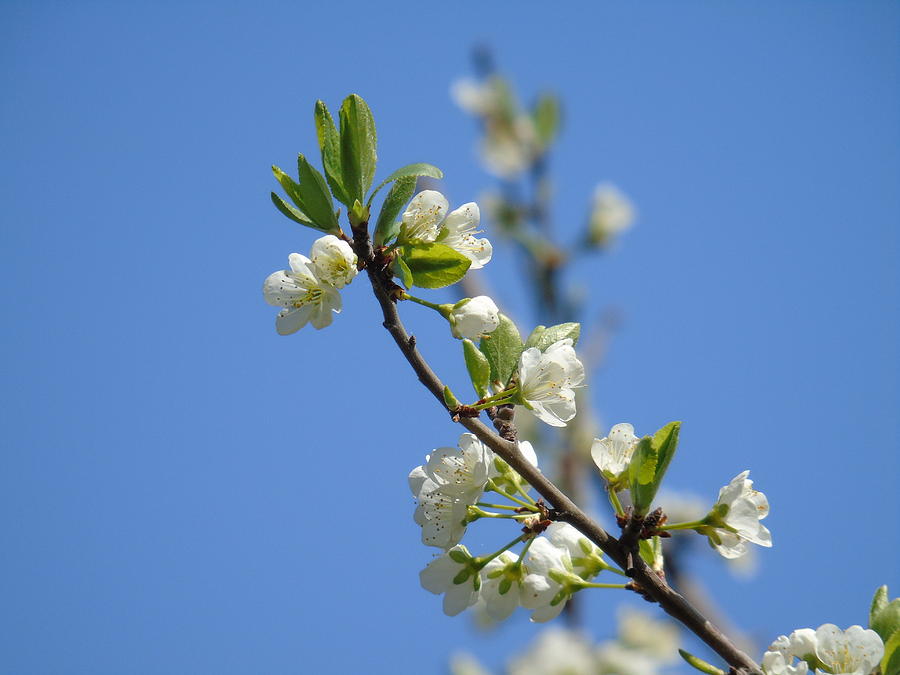 Spring Photograph - Cherry tree by Yohana Negusse