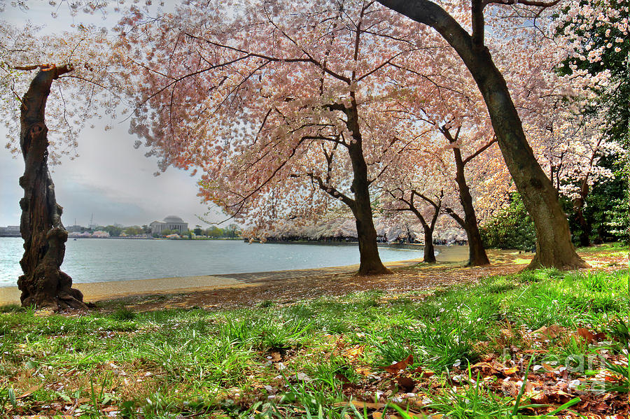 Cherry Trees Across from Jefferson Memorial  Photograph by Karen Jorstad