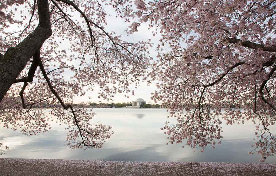 Cherry Trees and Jefferson Memorial Photograph by Jack Nevitt