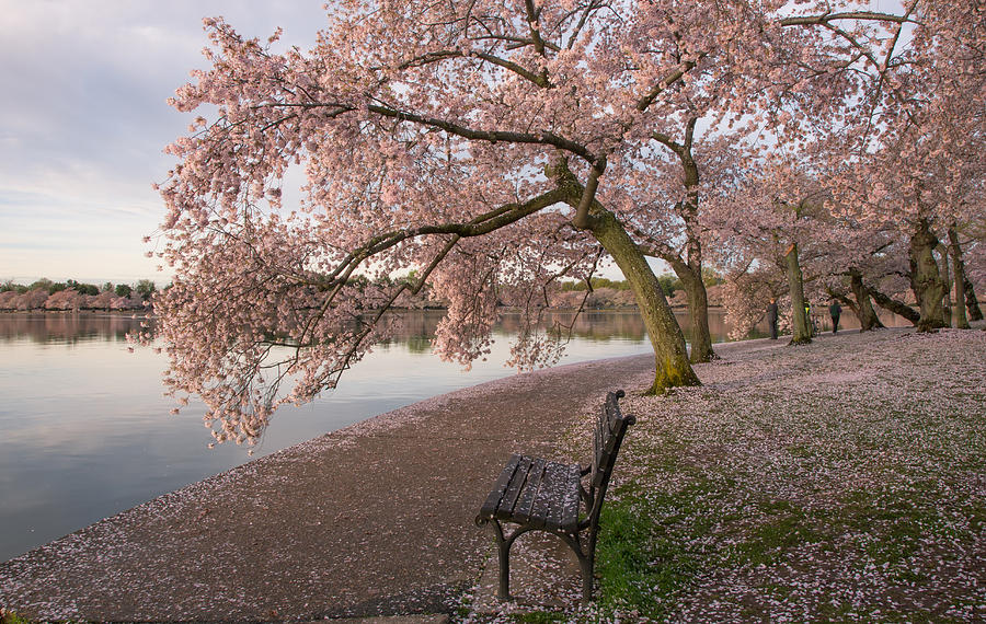 Cherry Trees and park bench Photograph by Jack Nevitt