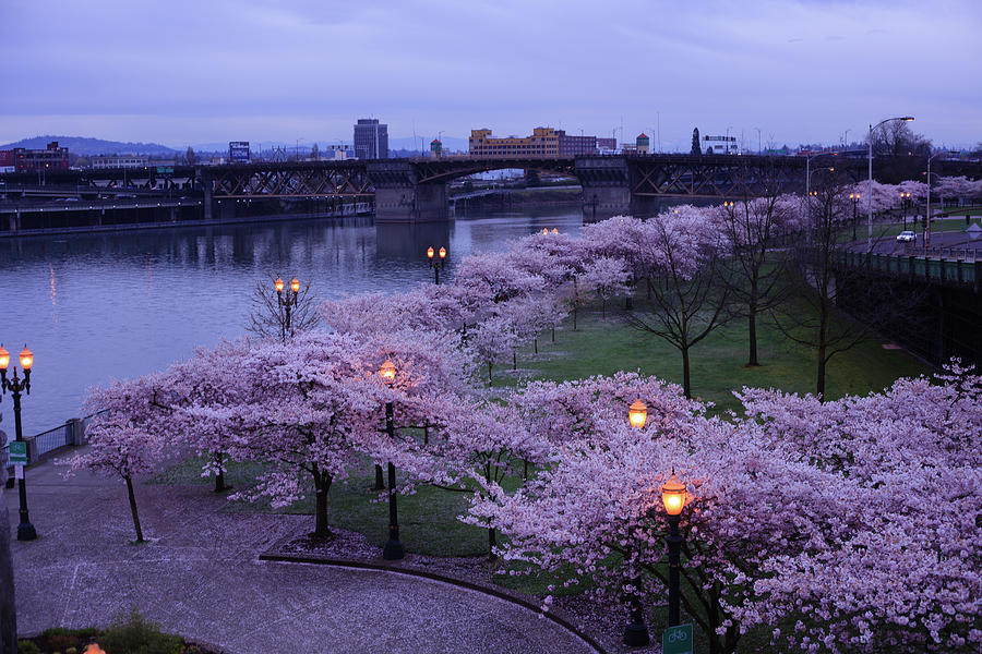 Cherry Trees In Spring Under Lamplight Portland Oregon Photograph By James Honzik