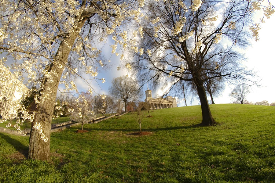 Cherry trees in bloom in Nashville Photograph by Sven Brogren