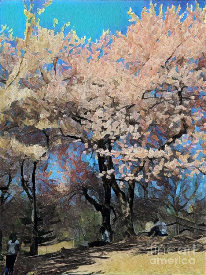 Cherry Trees in Bloom - Spring in Central Park Photograph by Miriam Danar