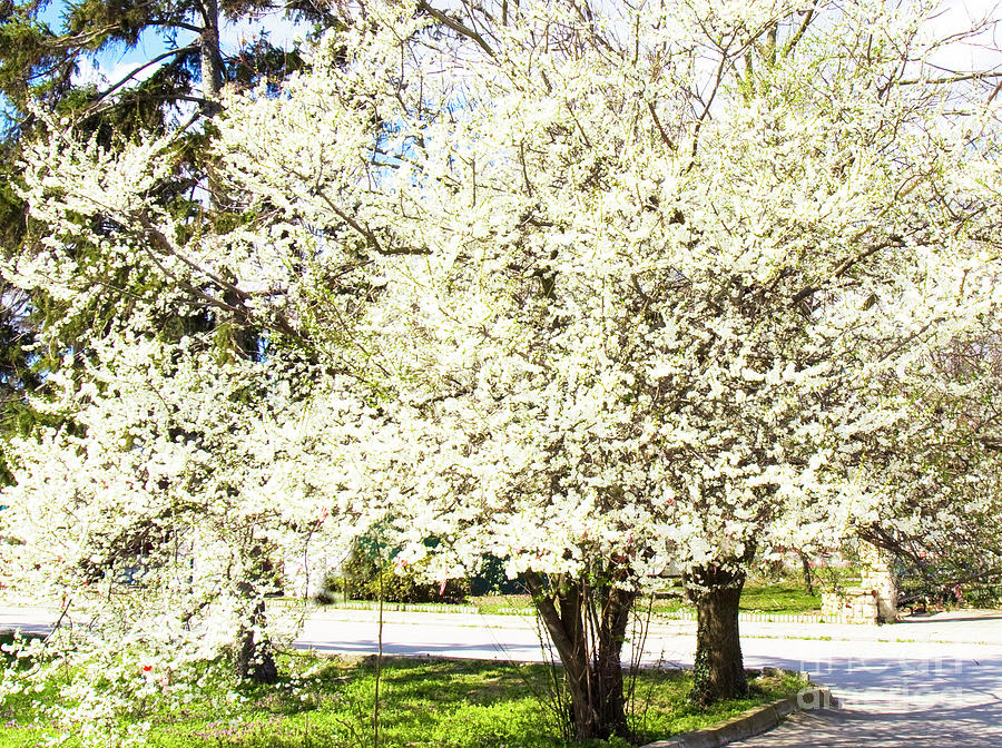 Cherry trees in blossom Photograph by Irina Afonskaya