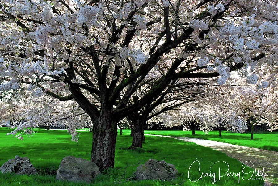 Cherry trees in Spring Photograph by Craig Perry-Ollila