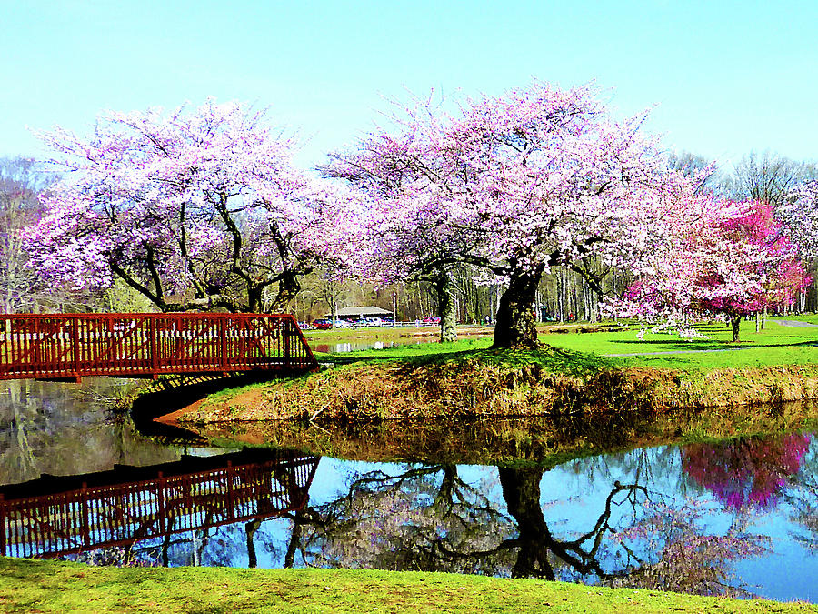 Cherry Trees in the Park Photograph by Susan Savad