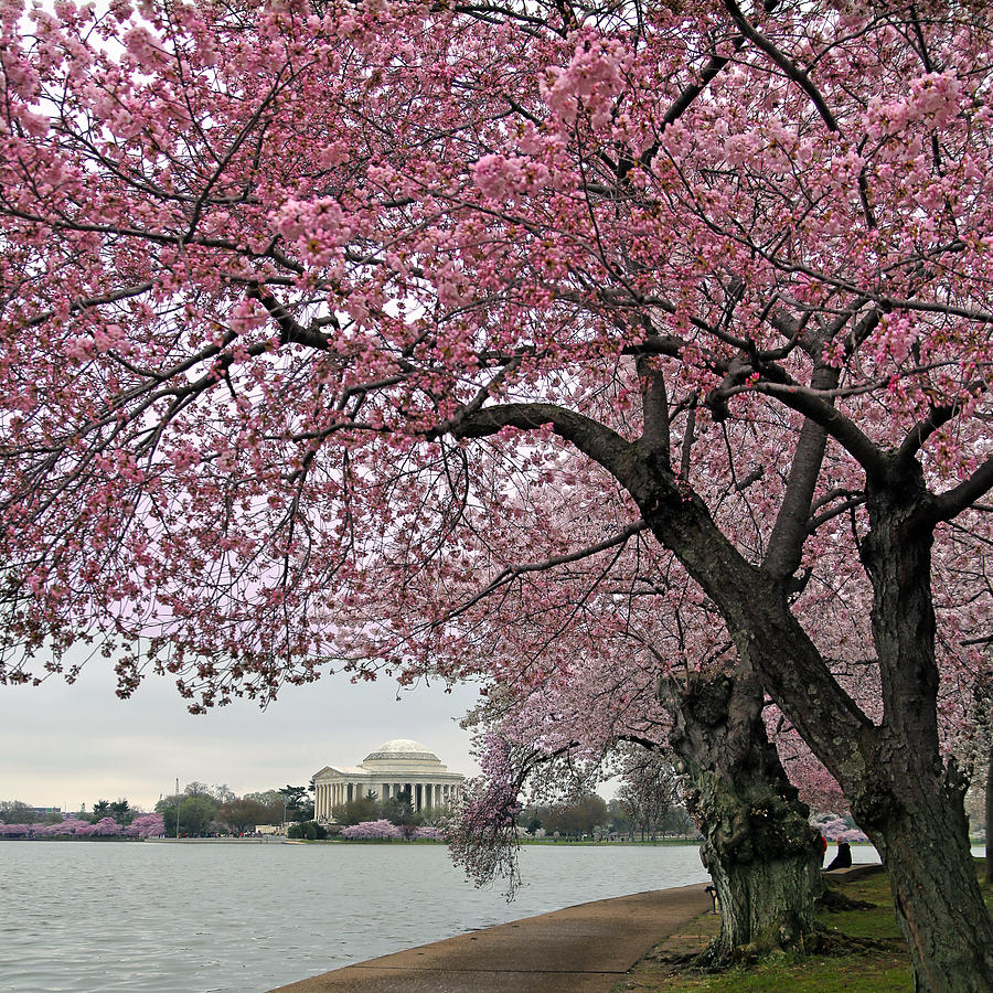 Cherry Trees Photograph by Mitch Cat