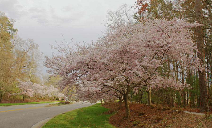 Cherry Trees on Canon Blvd Photograph by Ola Allen