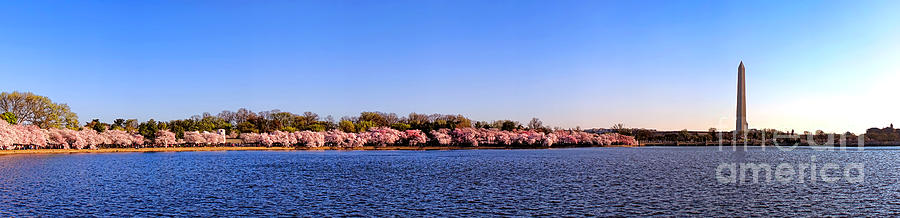 Cherry Trees on the Tidal Basin and Washington Monument  Photograph by Olivier Le Queinec