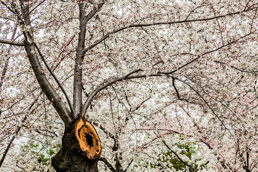 Cherry Trunk 3 by Karen Saunders Cherry Trunk 3 by Karen Saunders