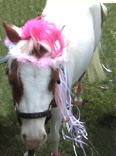Cherry with pink head dress Photograph by Nancy Degan