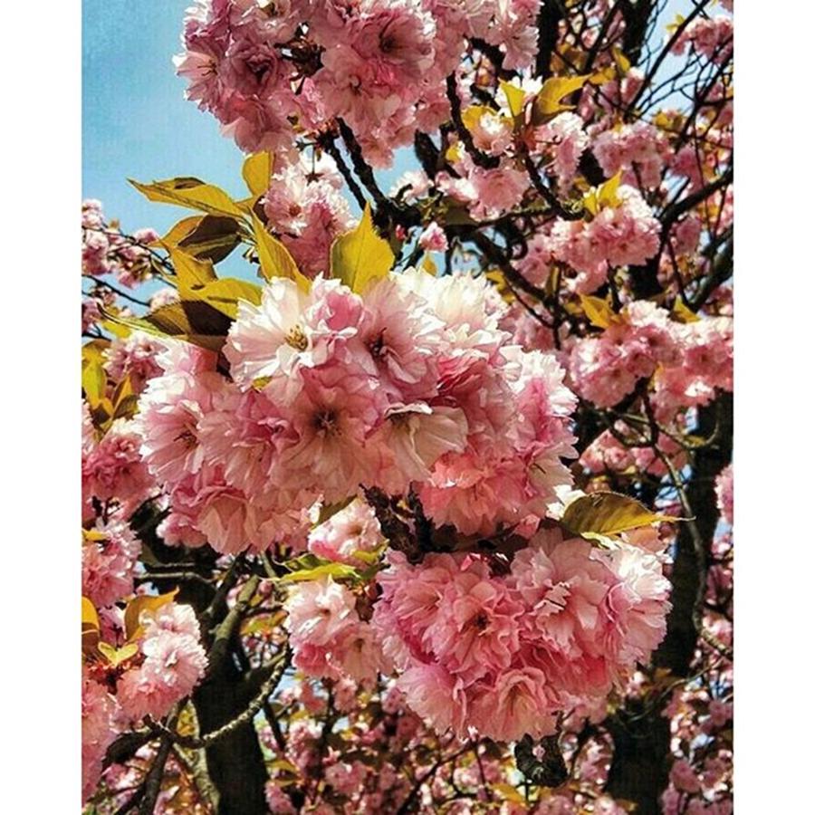 Flower Photograph - #cherryblossom #flowers #tree #nature by Gjorgji Mladenovski