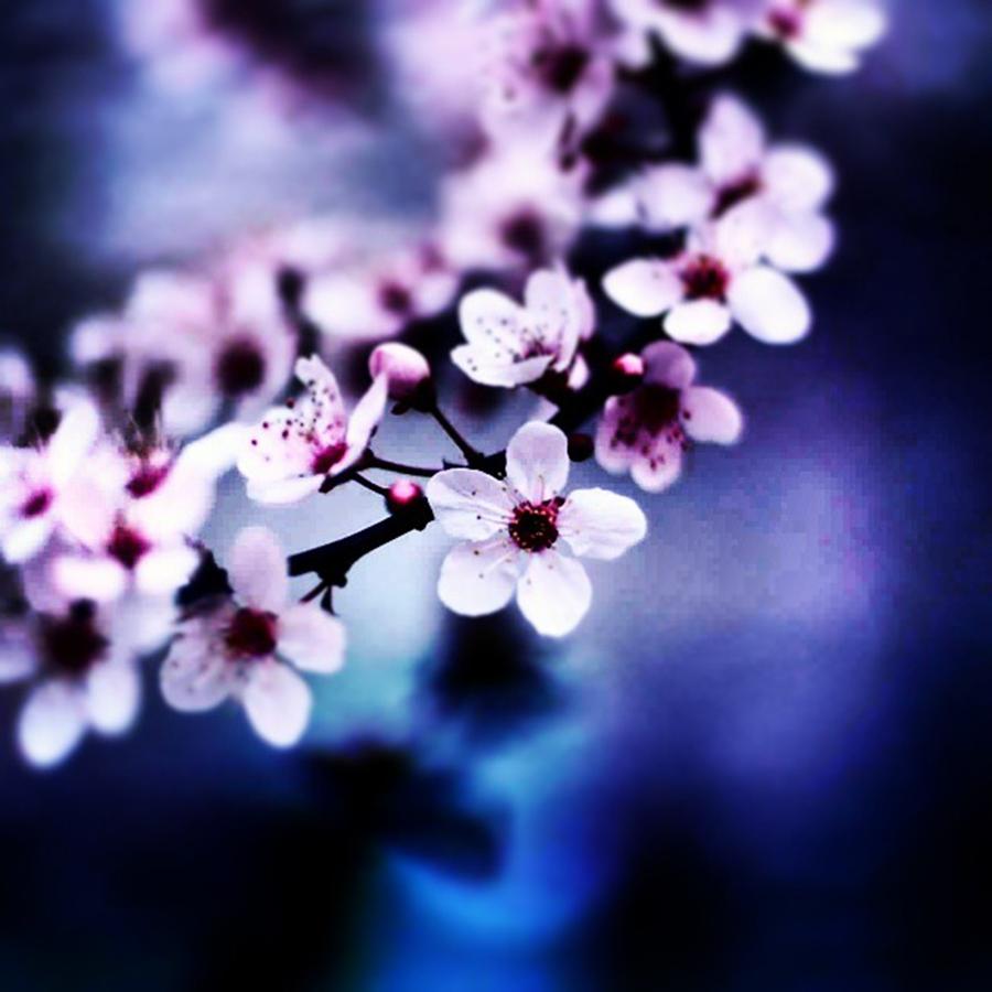 Pink Photograph - #cherryblossom #flowerstagram #pink by Holley Jacobs