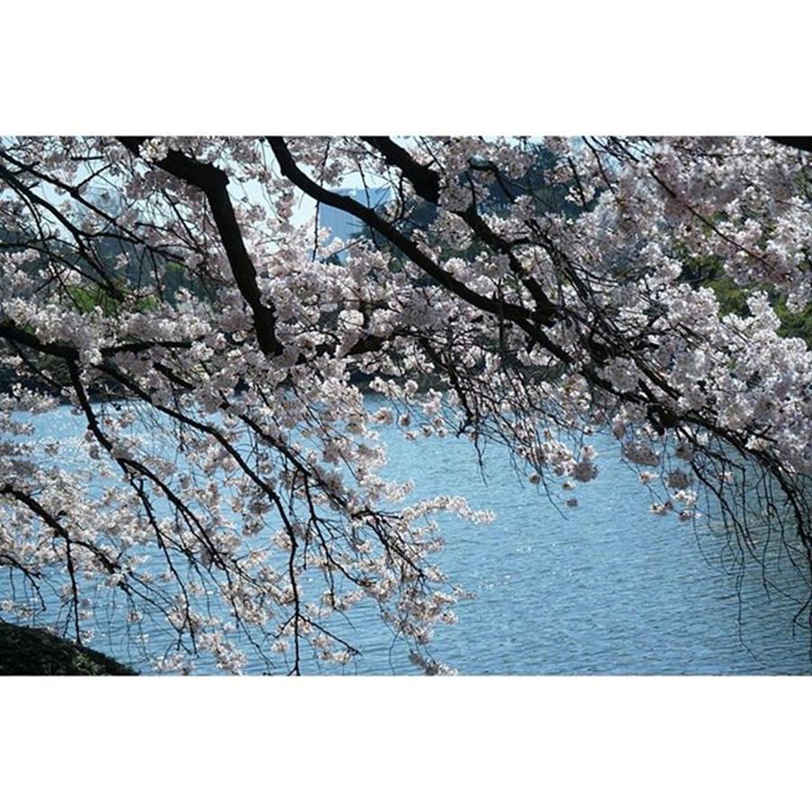 Spring Photograph - Cherryblossom 
#cherryblossom
#spring by Yuka Uemura