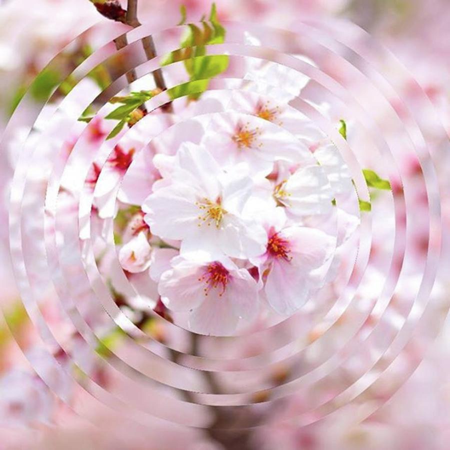 Spring Photograph - Cherryblossom 
#spring #smile #happy by Naoki Kamura