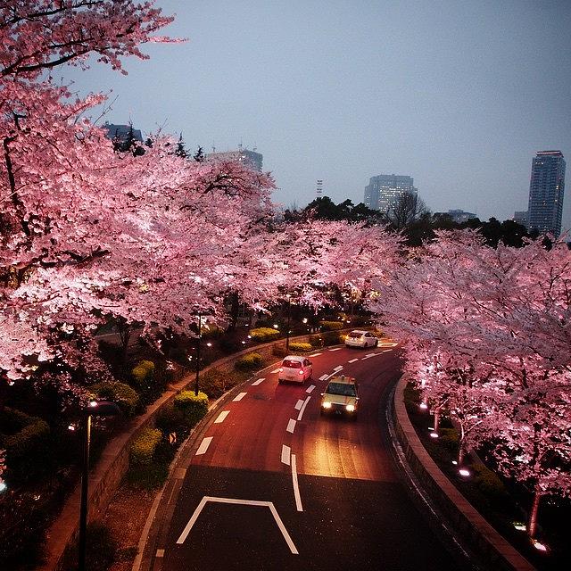 City Photograph - #cherry_blossoms #tokyo #japan by Moto Moto