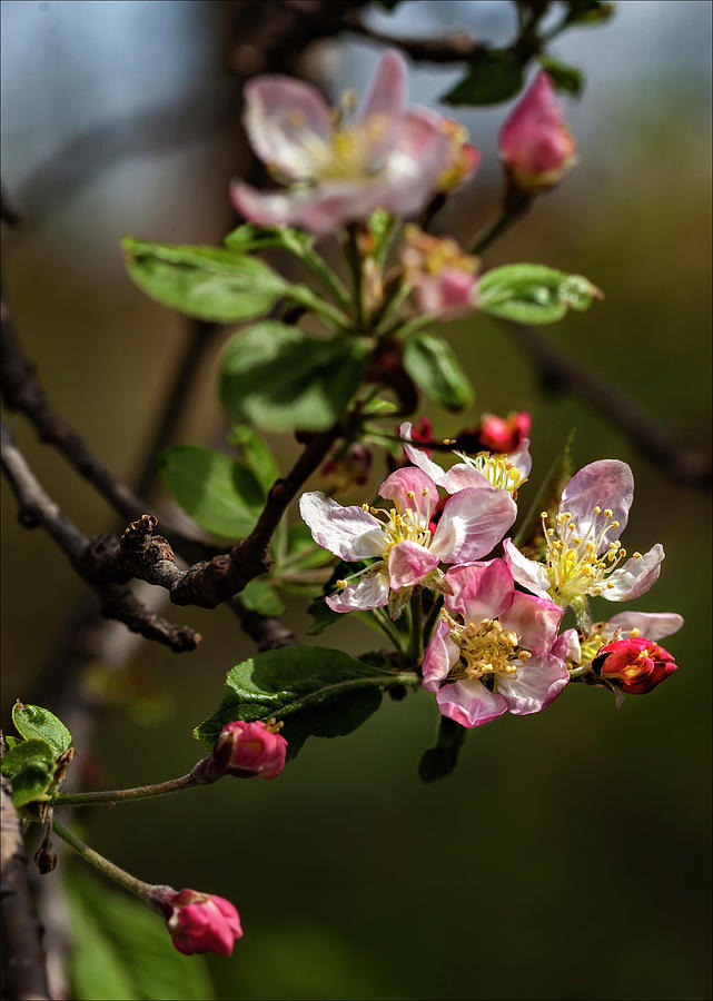 Cheryy Blossoms Photograph by Robert Ullmann